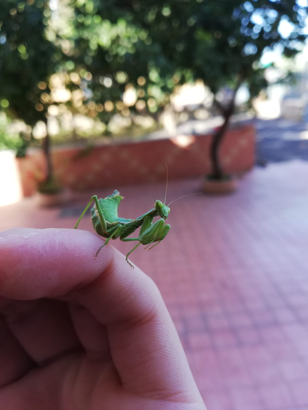 Identificazione mantide:  Ameles spallanzania